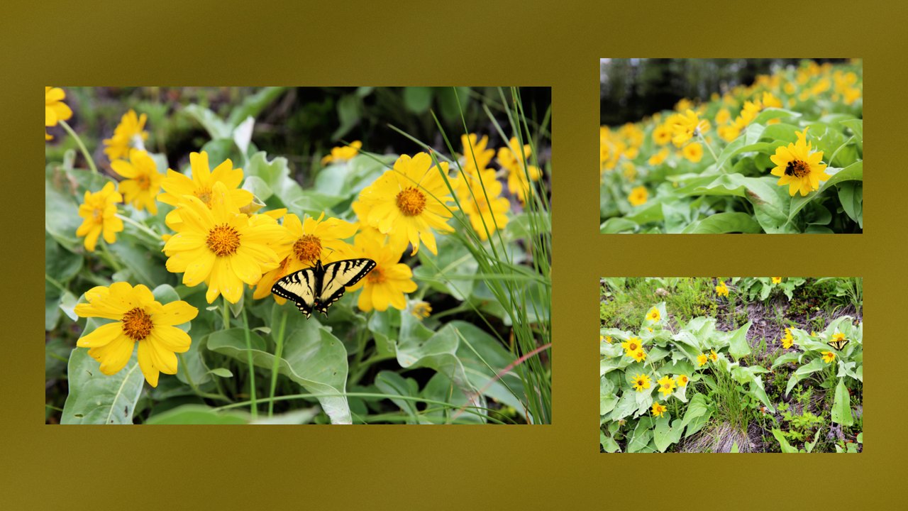 Balsamroot wildflowers and a swallowtail butterfly on a golden wall