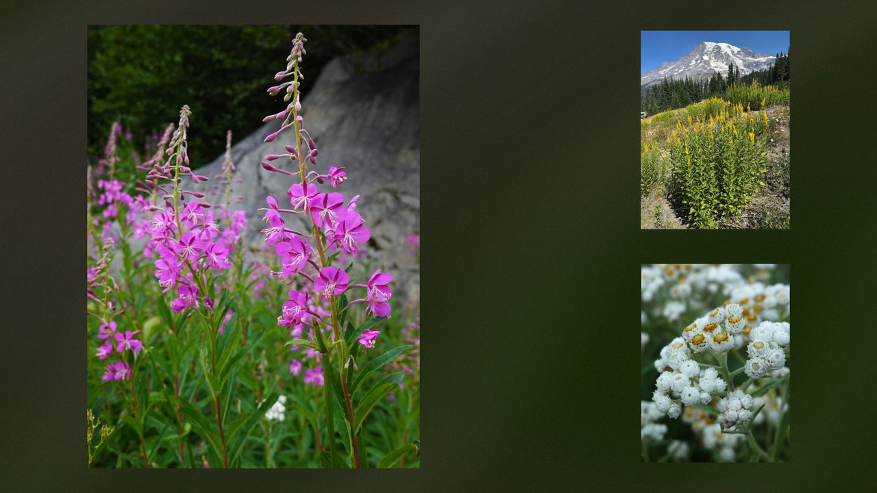 Fireweed beside Mount Rainier and white wildflowers, one large photograph and two small